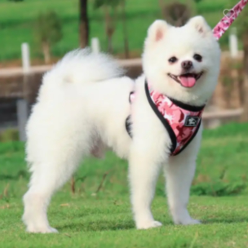 Aangepaste luxe puppy riem kraag verstelbare huisdierpoeptas bandana omkeerbare en ademendeneopreen hondenharnas sets